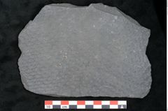 Foto (Detailansicht) von Sigillaria sp. (NHMW-GEO-2024-0188-11216)